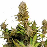 APRICOT AUTO - 420 FASTBUDS
